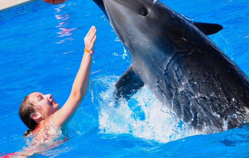 Swimming with Dolphins in Sharm el Sheikh